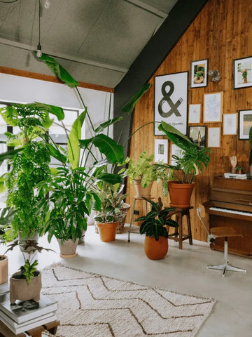 Indoor Plants